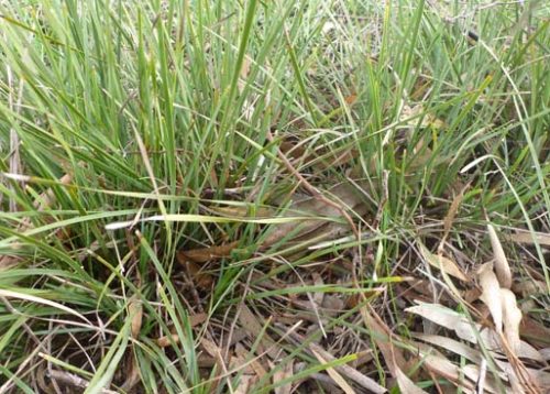 Wattle Mat Rush Euroa Arboretum