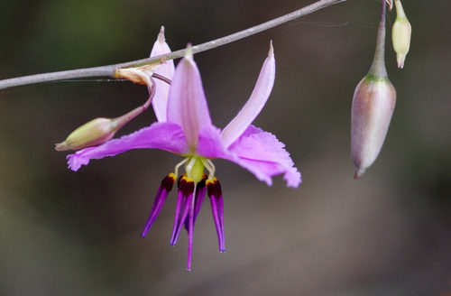 Nodding Chocolate Lily Euroa Arboretum