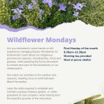 Wildflower Mondays – beginning Monday 8th April
