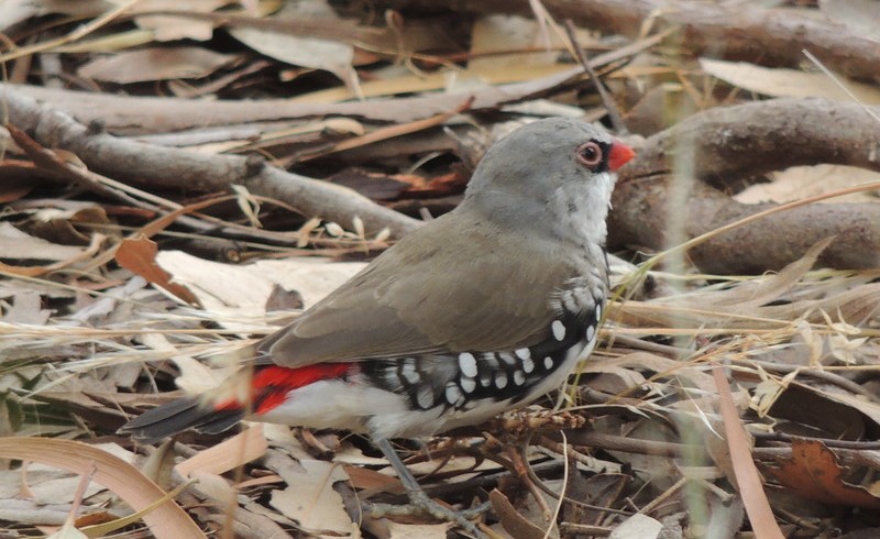 Birding at the Arboretum