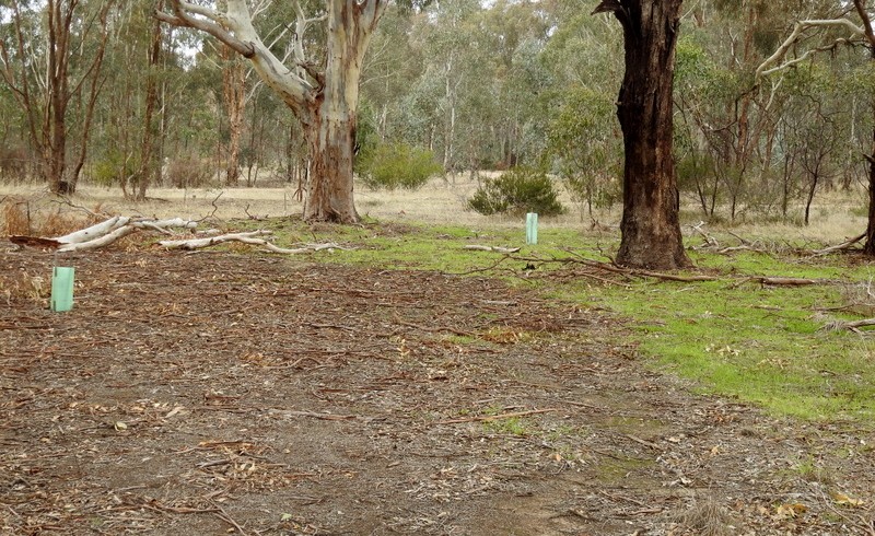 When growing back the bush means burning it a bit