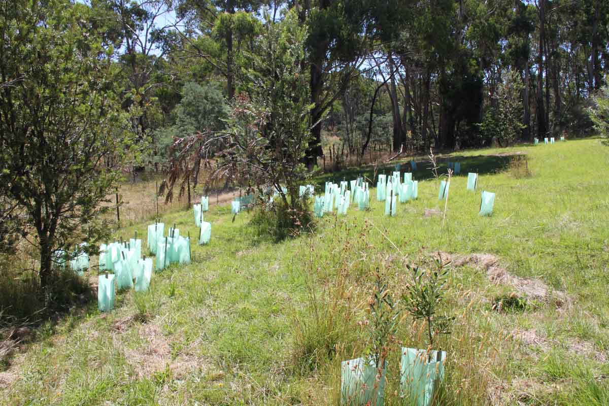 banksias