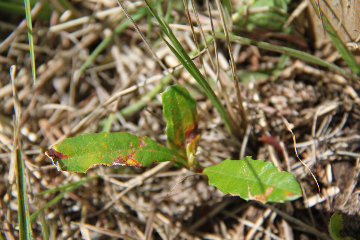 banksia seedling