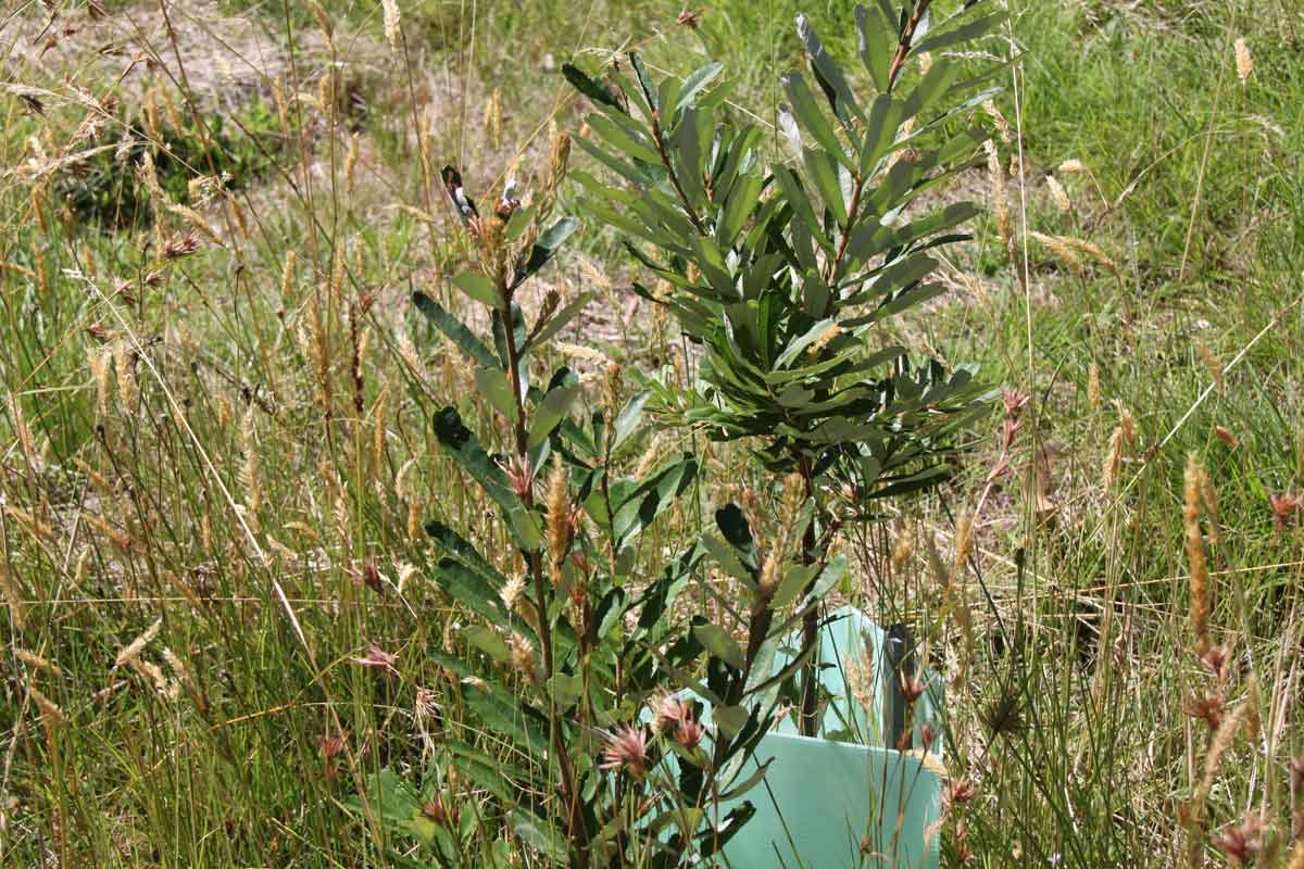 banksia