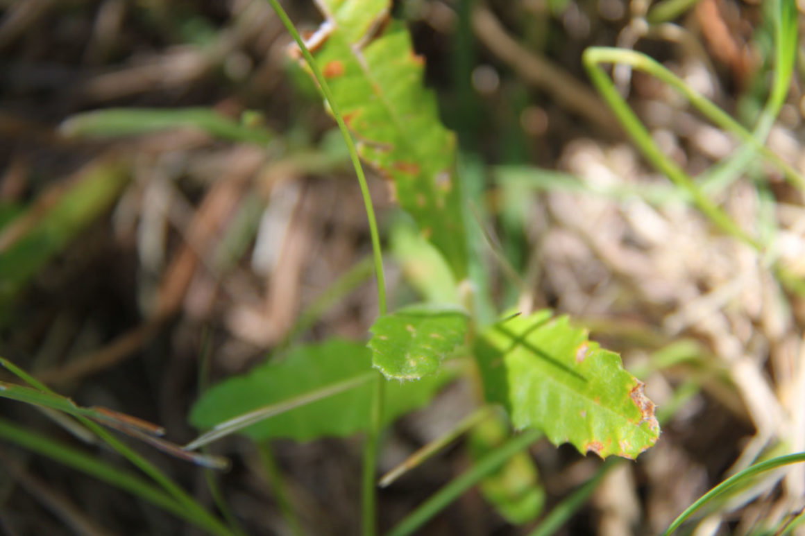 Banksia Hunt