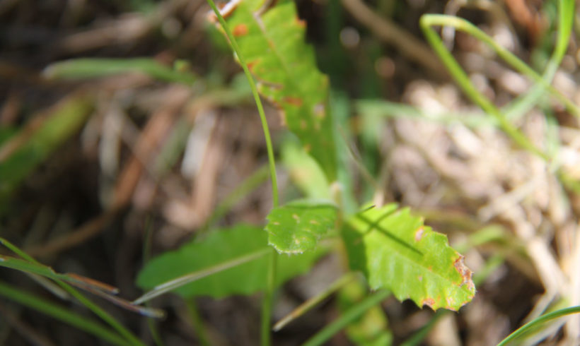 Banksia Hunt