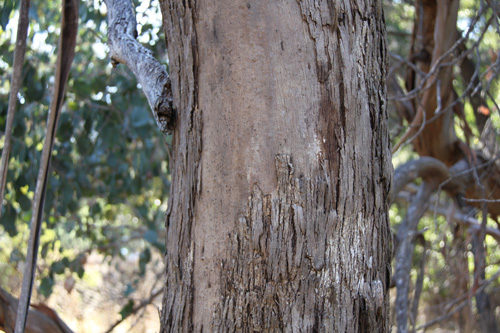 Mountain Swamp Gum – Euroa Arboretum