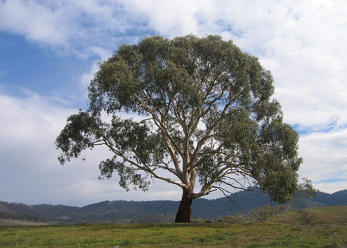 Rubida Candlebark – Euroa Arboretum