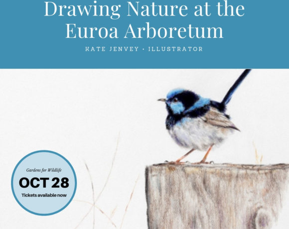 Drawing on Nature this Sunday