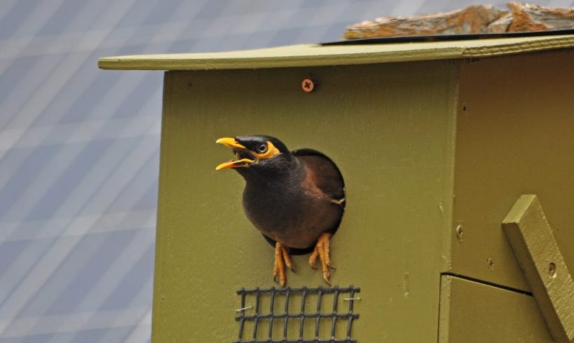 Stop Mynas Strathbogie