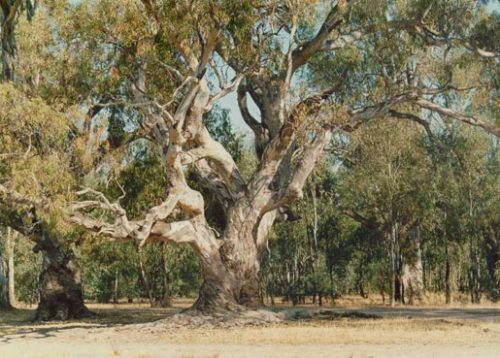 River Red Gum – Euroa Arboretum