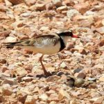 dotterel nes