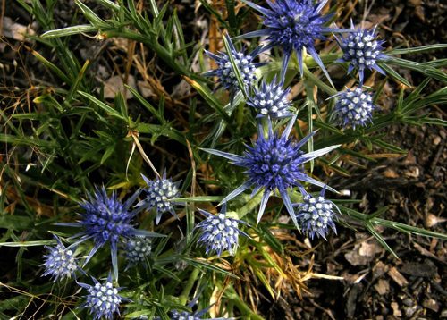 Blue Devil – Euroa Arboretum