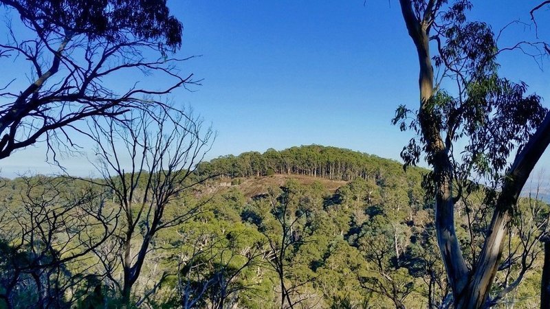 Support Traditional Owners as custodians of the Strathbogie Forest