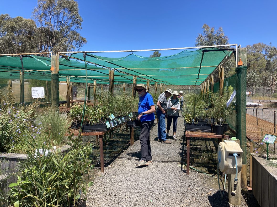 Ten thousand plants ready to go into the ground