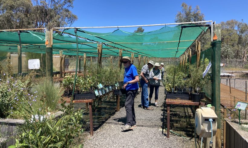 Ten thousand plants ready to go into the ground