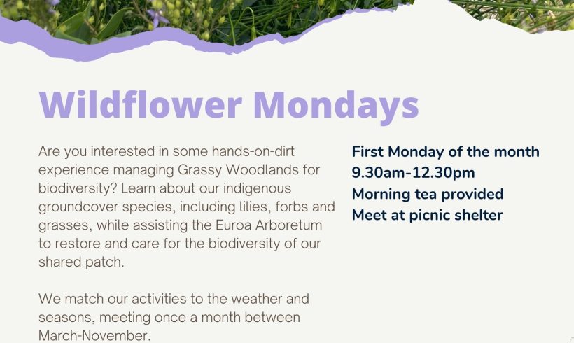 Wildflower Mondays – beginning Monday 8th April