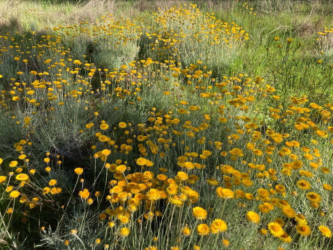 Tour the Arboretum