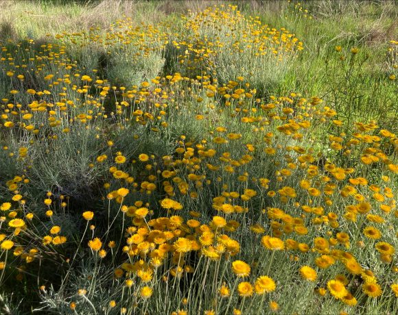 Tour the Arboretum