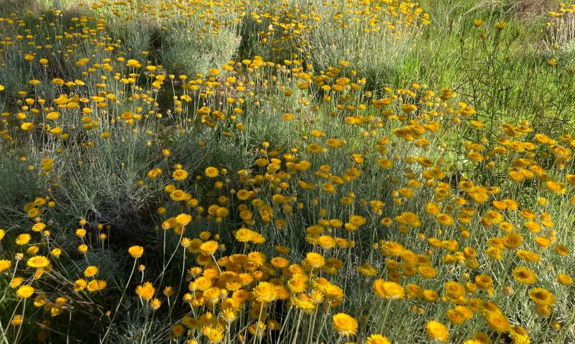 Tour the Arboretum