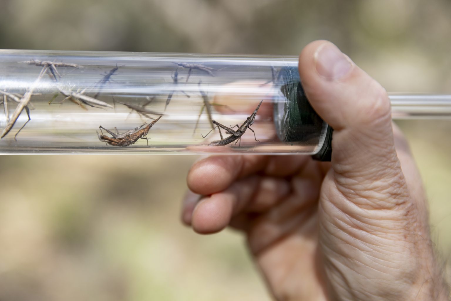 Bringing Endangered bugs back to Taungurung grasslands – Euroa Arboretum