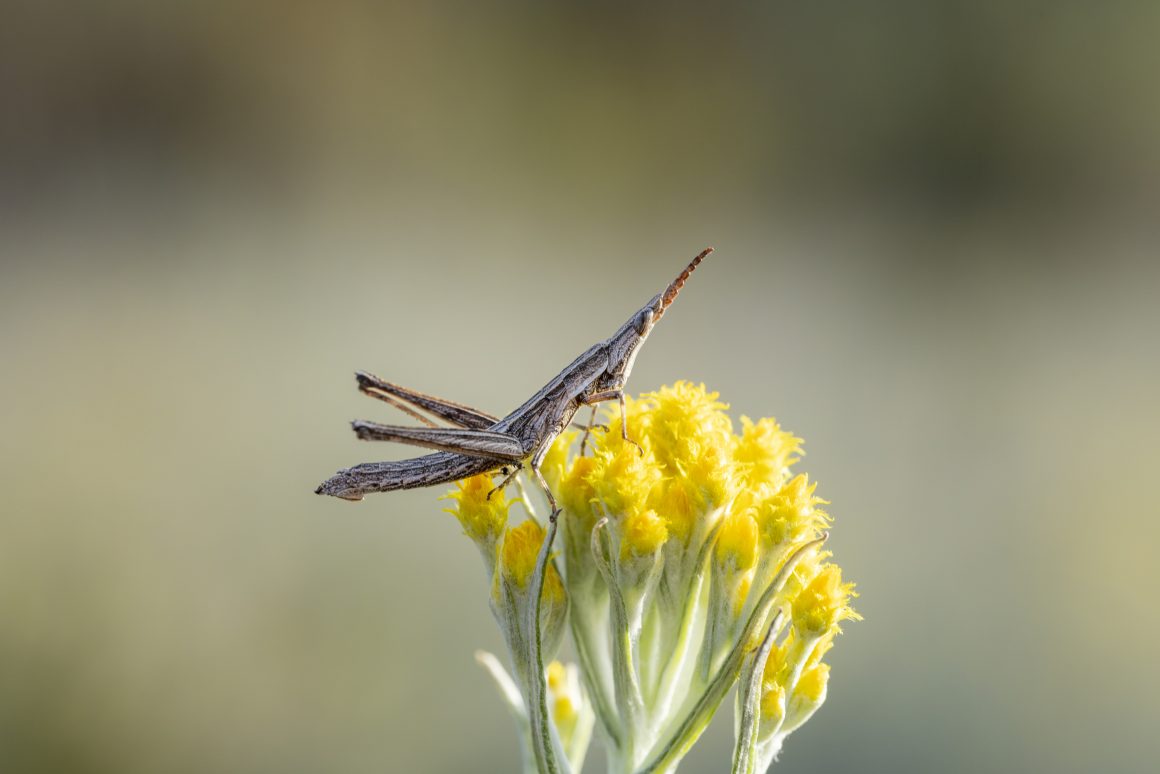  Bringing Endangered bugs back to Taungurung grasslands 