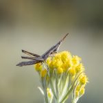  Bringing Endangered bugs back to Taungurung grasslands 