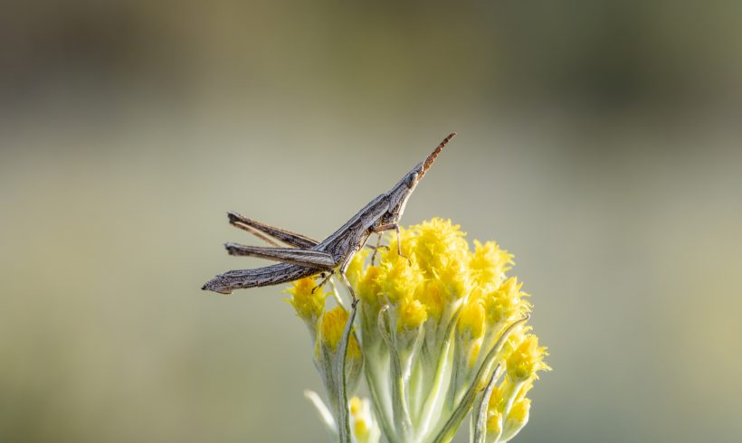  Bringing Endangered bugs back to Taungurung grasslands 