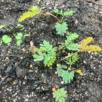 Nature is resilient – right? Australia is adapted to fire – yes?  