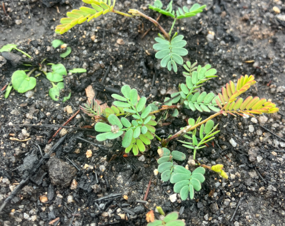 Nature is resilient – right? Australia is adapted to fire – yes?  