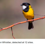  Bird surveys of the Longwood Fire Area