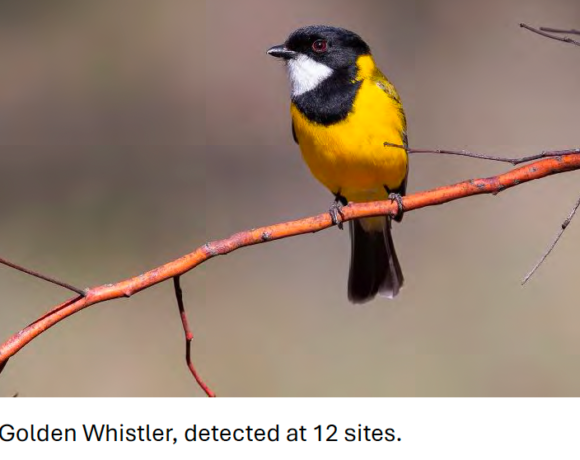  Bird surveys of the Longwood Fire Area