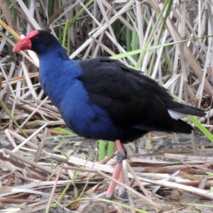 Purple Swamp Hen